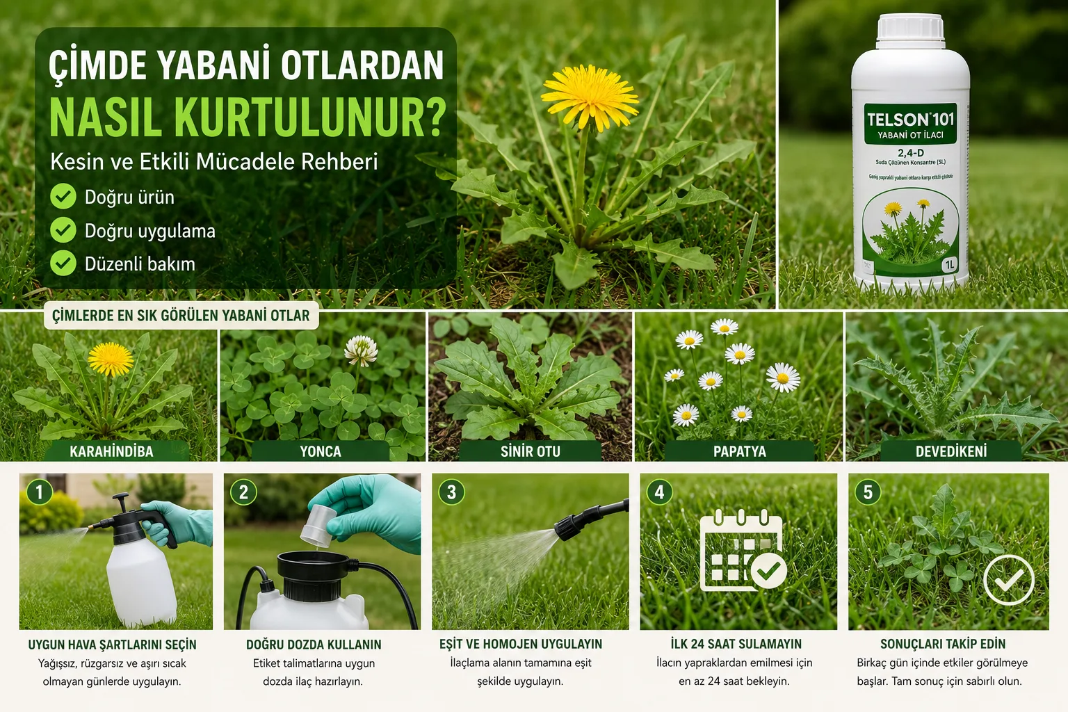 Çimde Yabani Otlardan Nasıl Kurtulunur? Kesin ve Etkili Mücadele Rehberi görseli